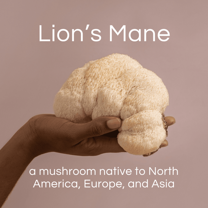 Pro-life Lion's Mane Mushroom 60 Vege Capsules - HealthyMe