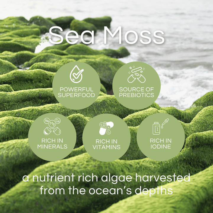 Pro-life Sea Moss 6000mg 60 Vege Capsules - HealthyMe